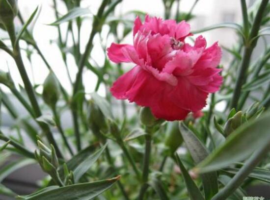 康乃馨花期多长时间