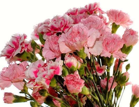 康乃馨花期多长时间