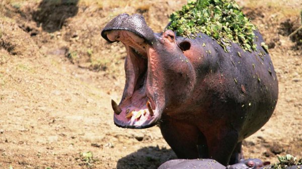 河马是食草动物还是食肉动物