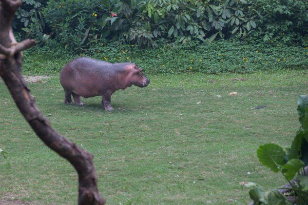 河马是食草动物还是食肉动物