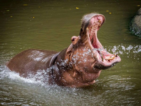 河马是食草动物还是食肉动物