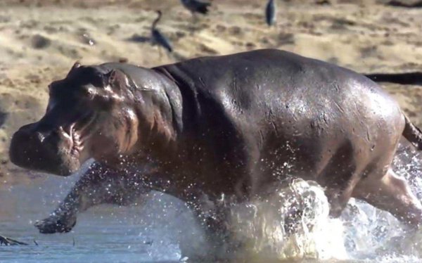 河马是食草动物还是食肉动物