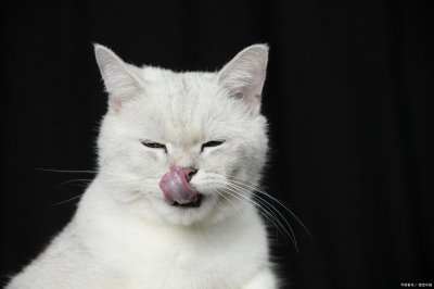 怎么让猫不爬到床上 防止猫爬床最有效的方法推荐