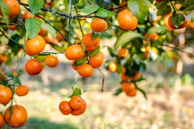 四会属于哪个市管辖 广东四会市的基本情况和发展水平