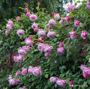 十大最美月季花名称及图片 皮实好养颜值高的月季品种