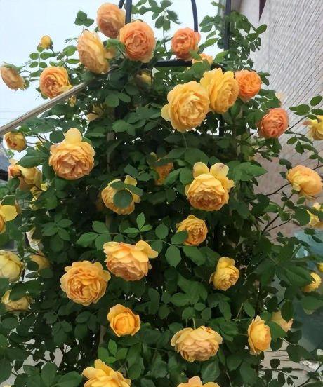 十大最美月季花名称及图片