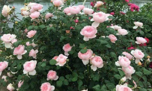 十大最美月季花名称及图片