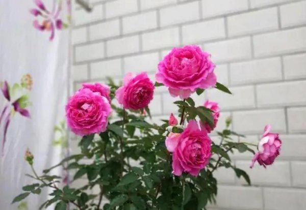 十大最美月季花名称及图片