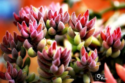 5种多肉千万不要养 推荐家中不要养的5种有毒多肉植物