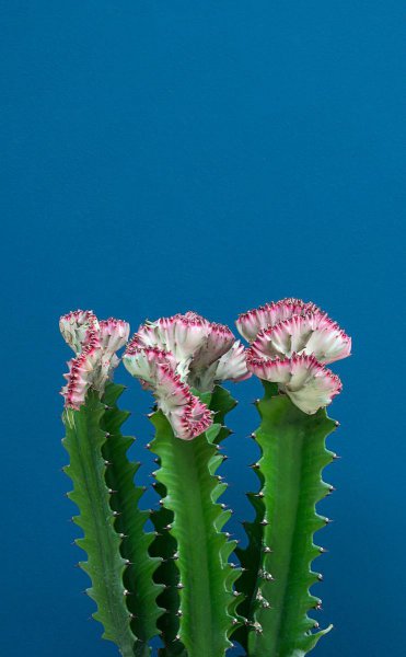 5种多肉千万不要养