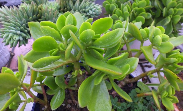 5种多肉千万不要养