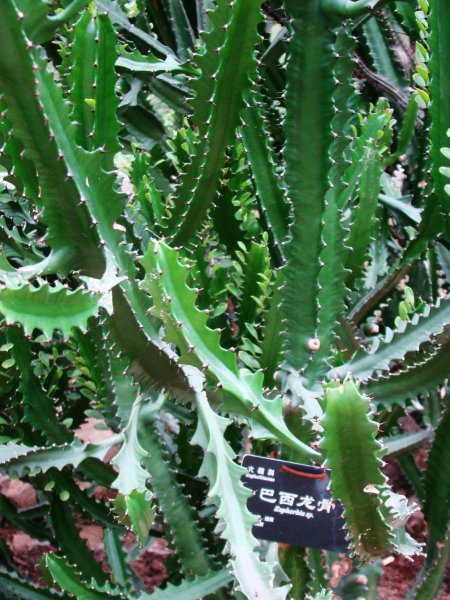 5种多肉千万不要养