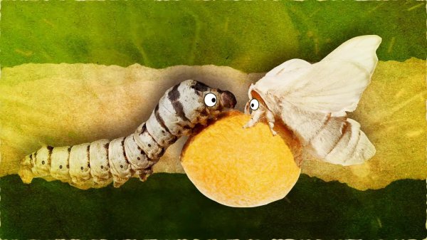 蝴蝶是不是昆虫类动物