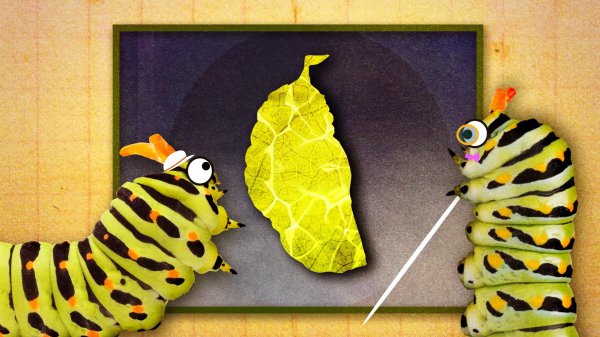 蝴蝶是不是昆虫类动物