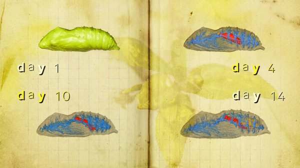 蝴蝶是不是昆虫类动物