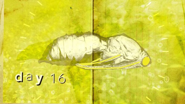 蝴蝶是不是昆虫类动物