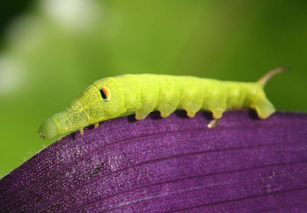蝴蝶是不是昆虫类动物