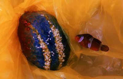 海苹果是一种植物还是动物 浅谈海苹果的饲养方法