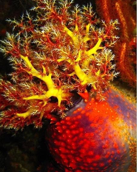 海苹果是一种植物还是动物