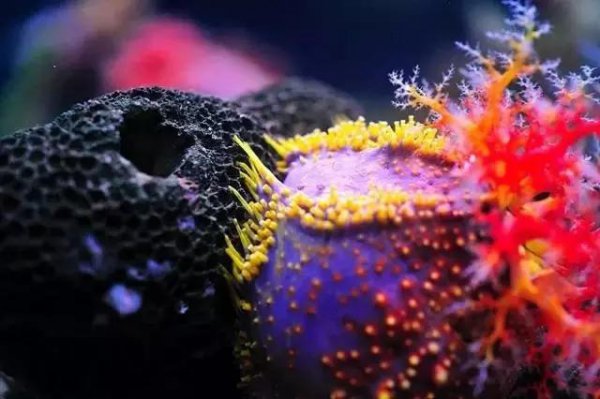 海苹果是一种植物还是动物