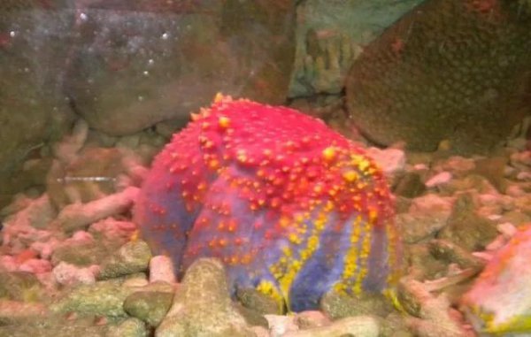 海苹果是一种植物还是动物