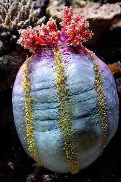 海苹果是一种植物还是动物