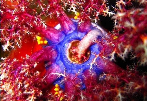 海苹果是一种植物还是动物