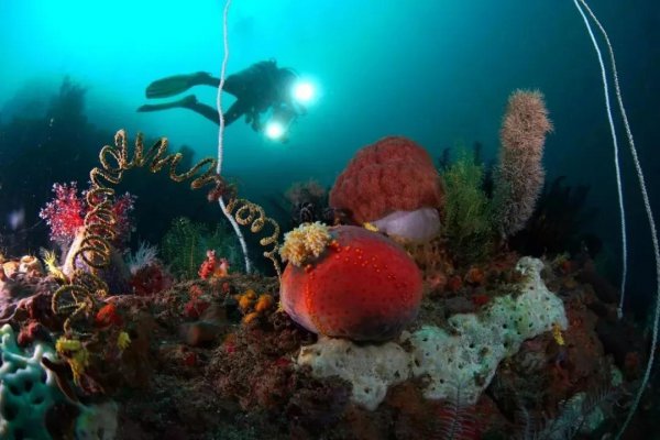 海苹果是一种植物还是动物