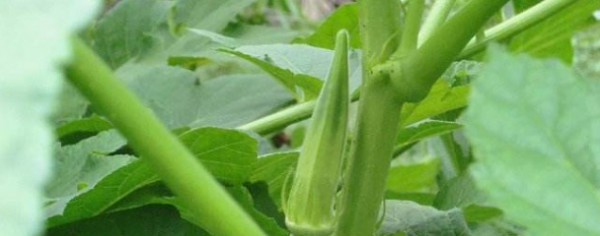 秋葵几月份播种最适合