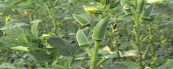 秋葵几月份播种最适合