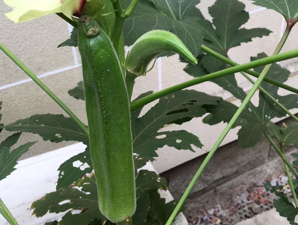 秋葵几月份播种最适合