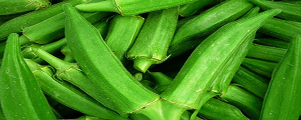 秋葵几月份播种最适合