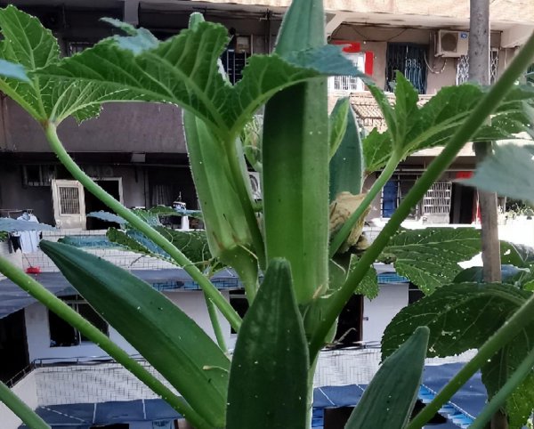 秋葵几月份播种最适合