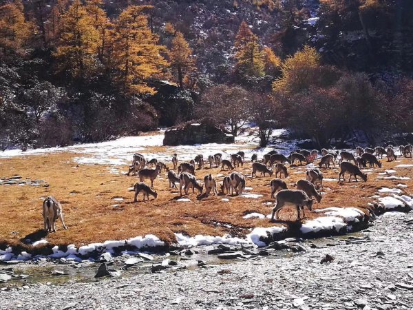 稻城亚丁海拔多少米