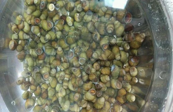 田螺养殖一亩产多少斤