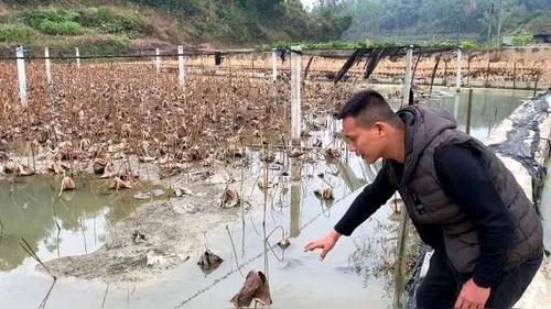 田螺养殖一亩产多少斤