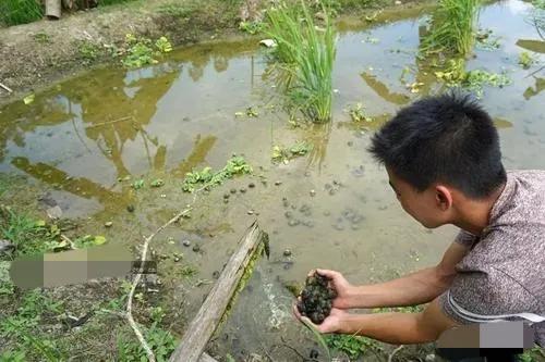 田螺养殖一亩产多少斤