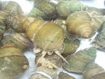 田螺养殖一亩产多少斤