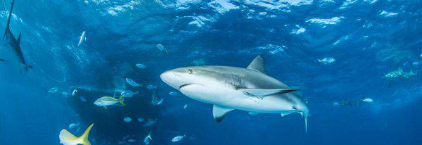 有趣的动物科普小知识大全