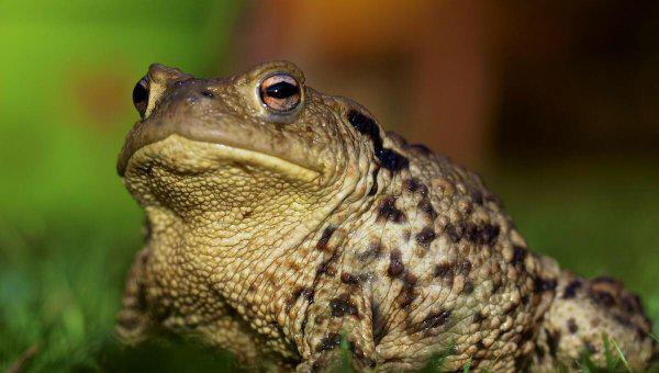 有趣的动物科普小知识大全