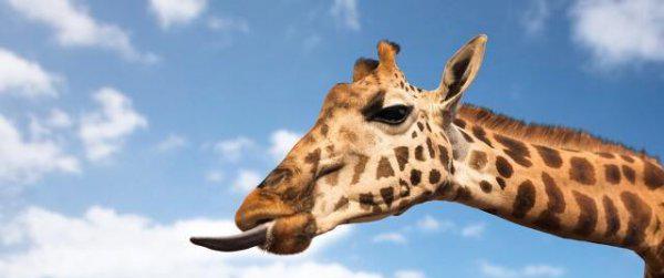 有趣的动物科普小知识大全