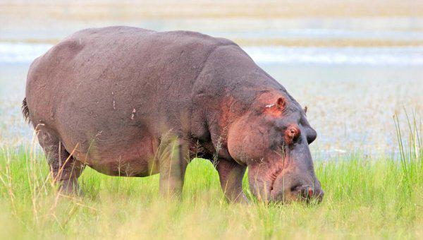 有趣的动物科普小知识大全