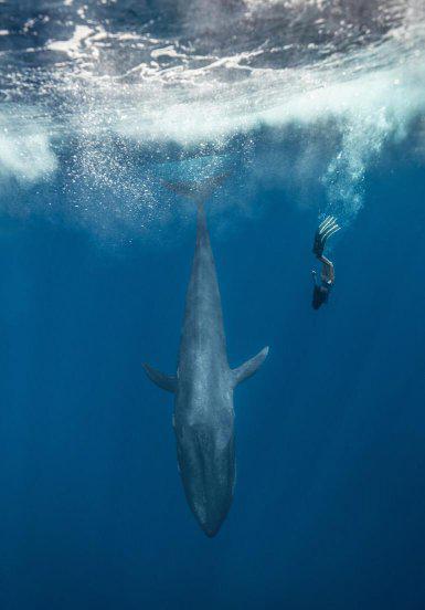 有趣的动物科普小知识大全