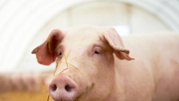 有趣的动物科普小知识大全