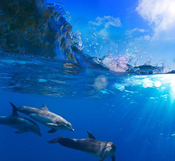 有趣的动物科普小知识大全