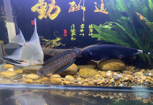 小型鱼缸适合养的十种鱼