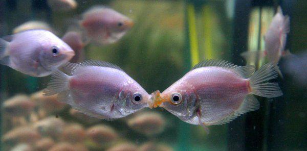 小型鱼缸适合养的十种鱼