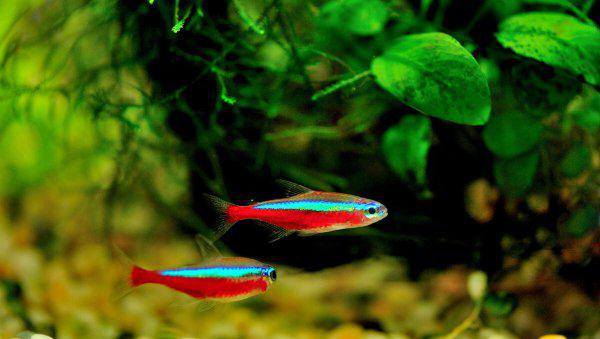 小型鱼缸适合养的十种鱼