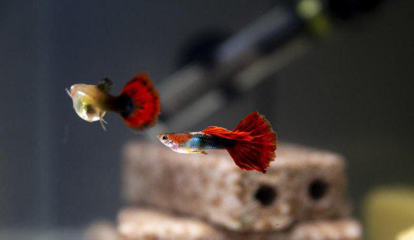 小型鱼缸适合养的十种鱼