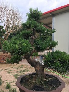 罗汉松最大的忌讳与讲究 罗汉松盆景家里摆放风水禁忌